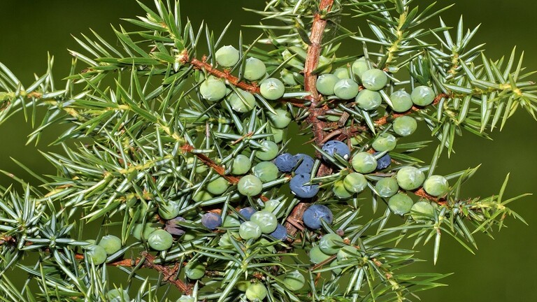 نبات يخفّض الكوليسترول ويقي من النوبات القلبية